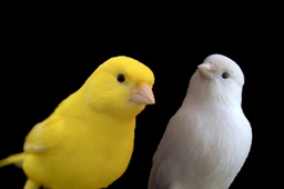Lessons of color from a colorless bird