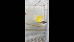 Red canary + yellow canary = alien?