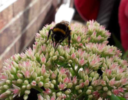 New research reveals how air pollution disrupts bee gut microbiomes