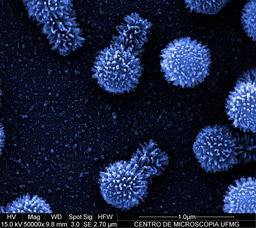 Precious giants from extreme environments, Brazil