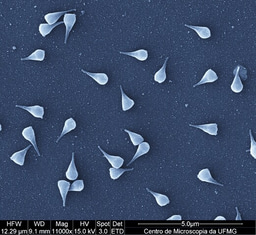 Another giant emerges from the heart of South America