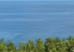 Language continuity despite a major population turnover in Vanuatu, Remote Oceania 