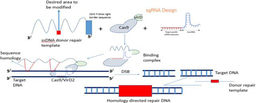 Fusion of enzymatic proteins: Enhancing biological activities and facilitating biological modifications