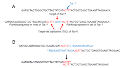 Detecting Transposable Element Insertions from NGS Data