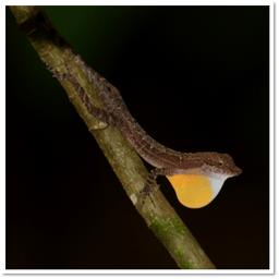 The genetic basis of a colorful signal