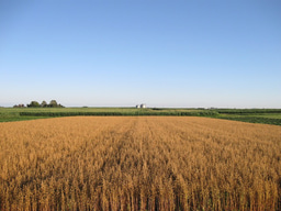 No Free Lunch — A soil perspective on sustainable agriculture