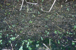 Hidden Geochemical and Microbial Controls on soil Organic Carbon Decomposition