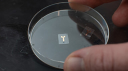 Implantable semiconducting polymers with low foreign-body response