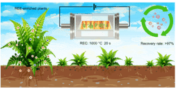 Turning plants into rare earth resources with ultrafast electrothermal heating