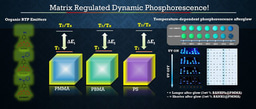 When a Polymer Becomes a Quantum Regulator: How Asymmetric Matrices Control Dynamic Phosphorescence