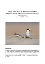 Failing to fledge: why are UK little tern (Sternula albifrons) populations declining despite intensive conservation measures?