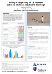 (Research Poster) Failing to fledge: why are UK little tern (Sternula albifrons) populations declining?
