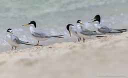Evaluating the impact of fenced nest sites on Little Tern reproductive success by analysing nesting frequencies and fledgeling flight frequency. 
