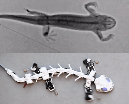 Nature’s Blueprint: Designing Bio-Inspired Robotic Legs to move like a Salamander