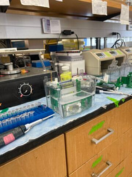Research Poster: Dissecting RIPK3 Autophosphorylation with the Potent Necroptosis Inhibitor UH15-38