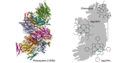 Research Outline: Taking a Sneak Peek at Nature's Chemistry Notes on Photosynthesis