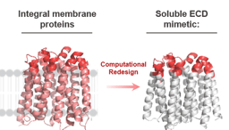 Solubilizing integral membrane proteins to facilitate binder screens 