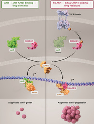 Behind the Paper: Loss of the Aryl Hydrocarbon Receptor promotes cancer cell resistance to BRAFV600E targeted therapies