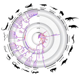 Reptile megaevolutionary dynamics in deep time
