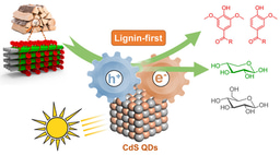 Solar energy-driven lignin-first approach to full biomass valorization using CdS quantum dots