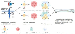Unmasking Senescence in CAR T-cell Therapy: A Costimulation-Mediated Alliance or Adversity?