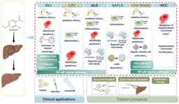 The functional role and regulatory mechanism of paeonol in the treatment of liver diseases
