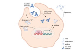 Wnt/β-catenin pathway regulates Midkine induction upon blocking the functional domain of TIP1 protein