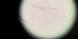 Seeing an Invisible World 