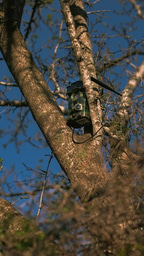 Camera Trap Integration Webinar with Sensing Clues: Connecting Your Camera Traps with All Your Conservation Data