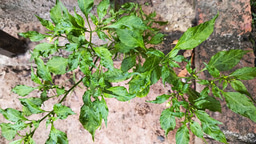 Patience can be the answer