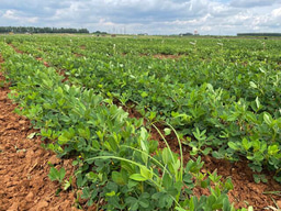Peeling back the genetics of groundnut blanchability 