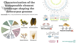 What brown algae taught me about the importance of jumping genes for genome evolution