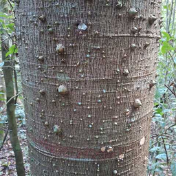Even beyond being turgid during wet seasons, it has encompassed aluminium nails over decades.