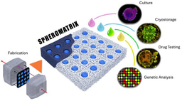 A sustainable paper-based platform for high-throughput 3D tumor models for ethical preclinical testing