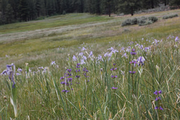 A poison'd chalice tale: butterfly extinction in eco-evolutionary trap