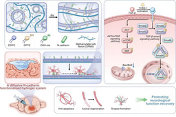 Hydrogel with cell-cell adhesion cues enhances neural regeneration