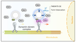 A crosstalk between organelle and cytosolic environment