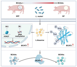 Behind the Paper: How a microbial metabolite reshapes host branched-chain amino acid metabolism