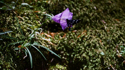 Storing carbon in European forests is not (always) enough for biodiversity