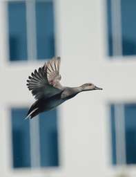 For the Birds (and the people): why parks are important for biodiversity and how they differ