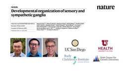 Developmental organization of sensory and sympathetic ganglia