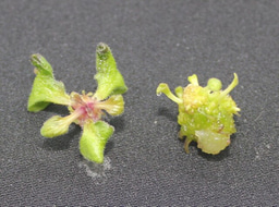 Why Do Tissue Culture Protocols Fail? (The Reason Is Not Hormones)