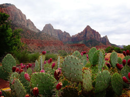 Why and how we built the cactus ecological database