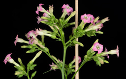 Defying maternal mitochondrial inheritance