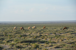 Why drylands matter for global vegetation carbon uptake