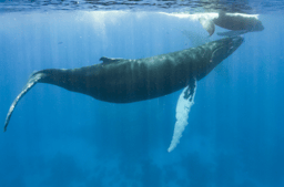 Whale‑driven nutrient transport in marine ecosystems