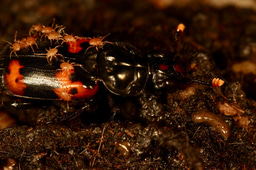 When a mite is your best friend — but only sometimes