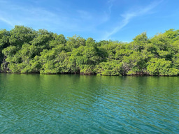 Hunting potential PETases in mangrove-derived microbial communities: A scientific journey in two countries