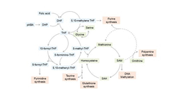 Charting an 'atlas' of folate