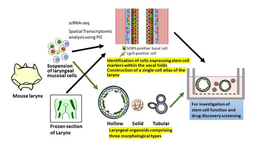 Giving a voice to vocal fold regeneration
